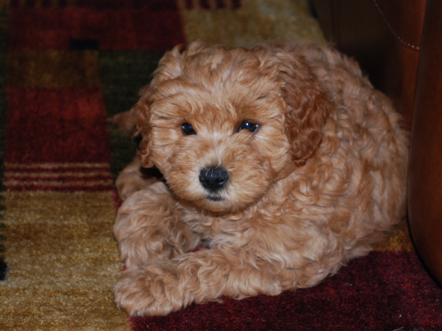 curly goldendoodle